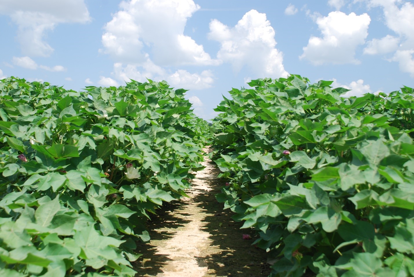 Preparing for a successful cotton season Syngenta Know