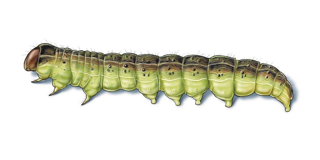 Pest Alert Cotton Bollworms Arrive in Southern AR Syngenta Know