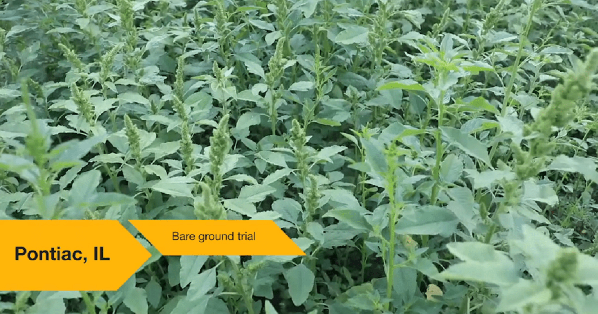 BareGround Trials Expose Herbicide Strengths and Weaknesses Syngenta Know More, Grow More