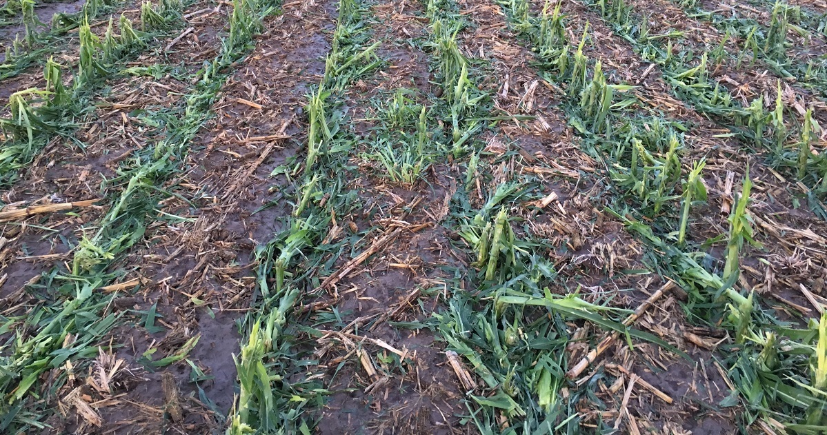 Beware of Harmful Hail on Corn Syngenta Know More, Grow More