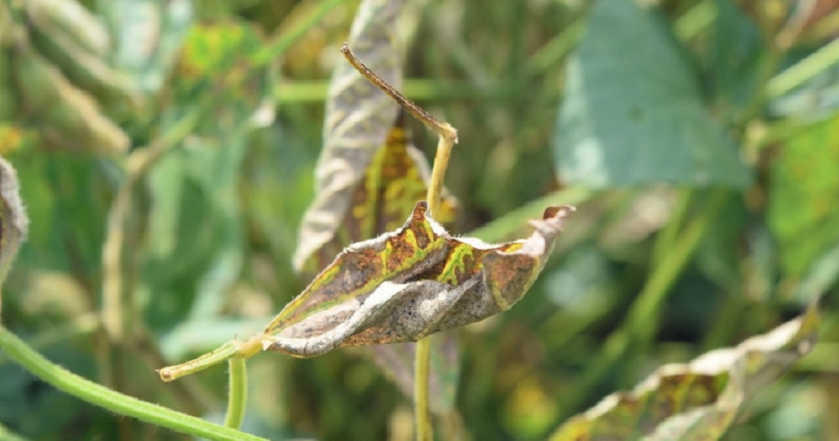The Differences Between Sudden Death Syndrome and Brown Stem Rot Syngenta Know More, Grow More