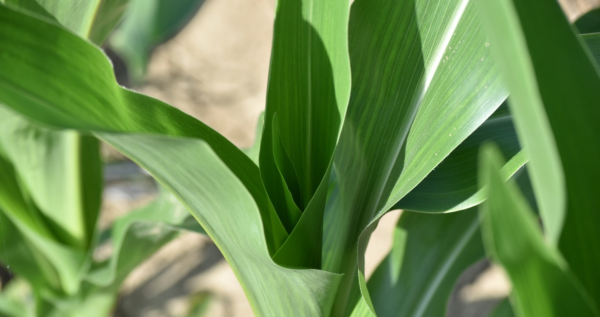 Keep Southern Corn Leaf Blight at Bay Syngenta Know More, Grow More