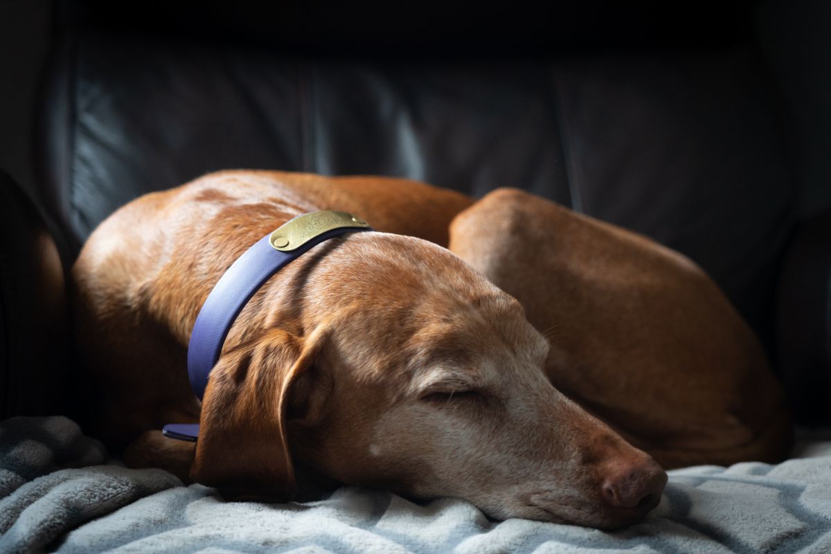 Best Senior Dog Insurance In The US In 2023