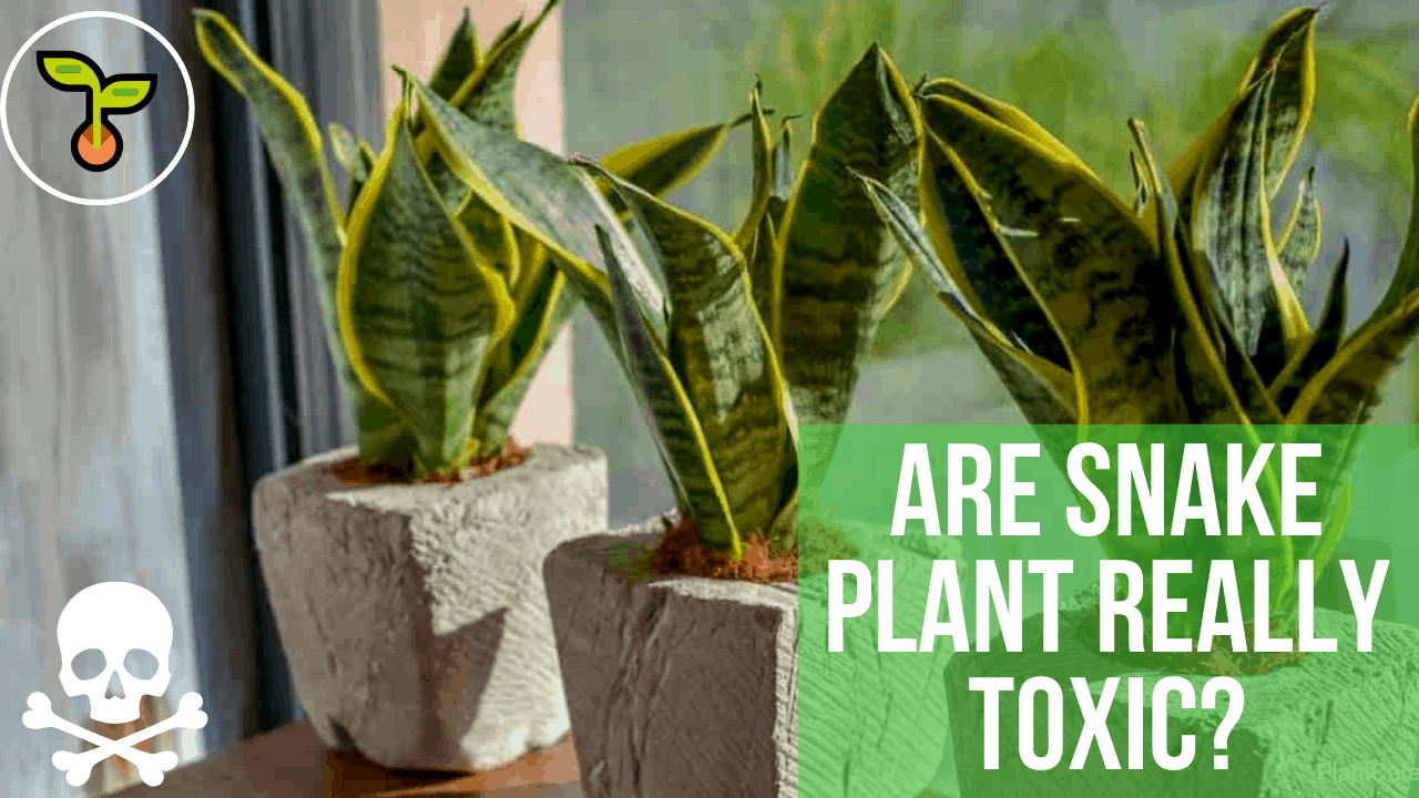 Superb Amazing Facts About "Is Snake Plant Toxic?" (2021)