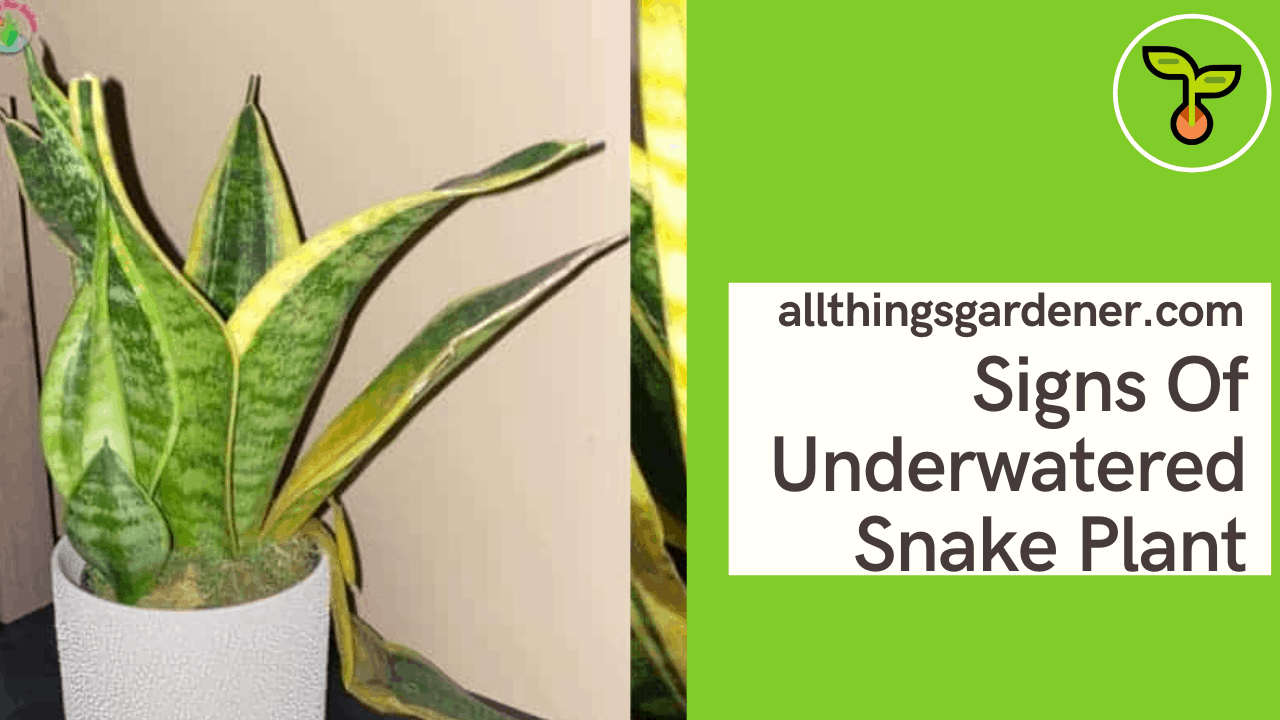 Signs Of Underwatered Snake Plant And Superb Amazing Guide For How To