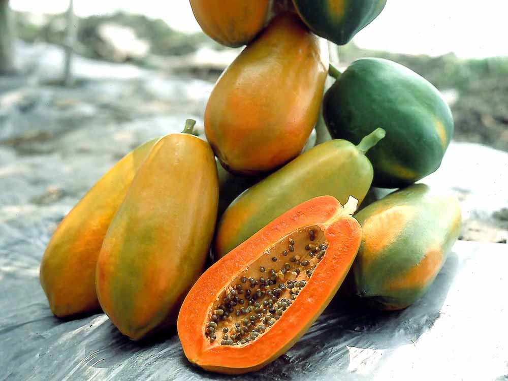 Papaya RED LADY Knownyou Seed America