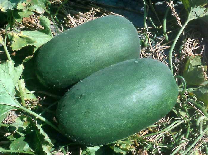 Wax Gourd Knownyou Seed America