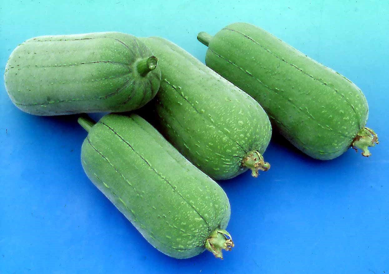 Sponge Gourd Page 3 Knownyou Seed America