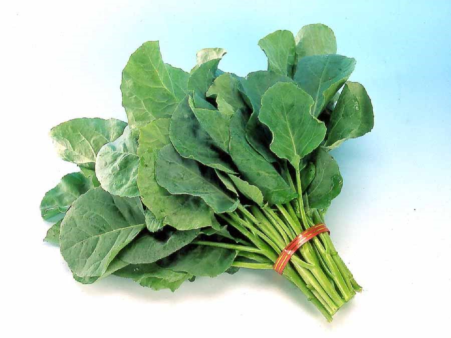 Chinese Kale (KaiLan) Knownyou Seed America