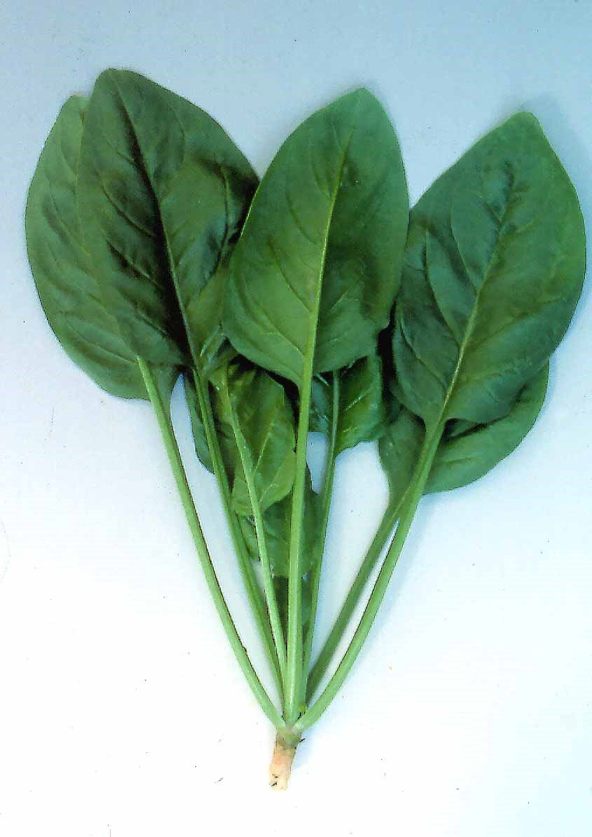 Spinach GREEN GIANT Knownyou Seed America