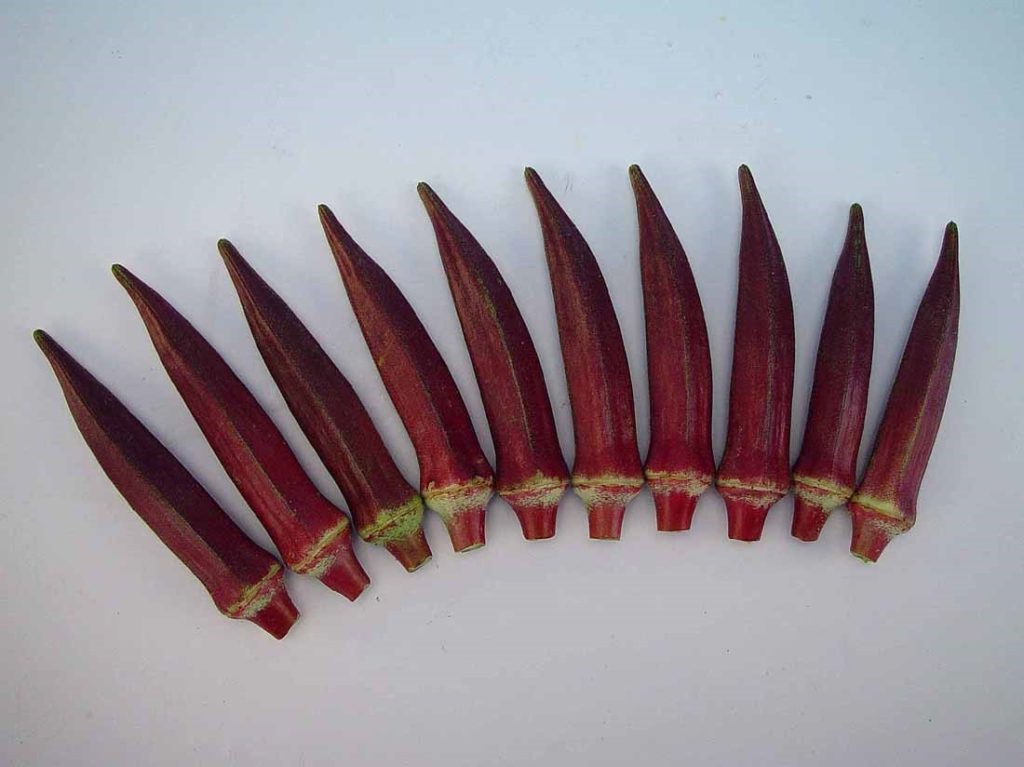 Okra CANDLE FIRE Knownyou Seed America