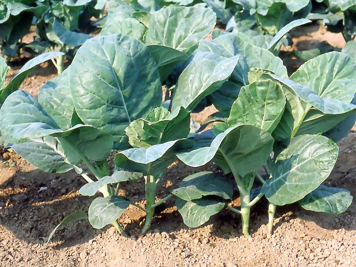 Chinese Kale GREEN DELICACY Knownyou Seed America