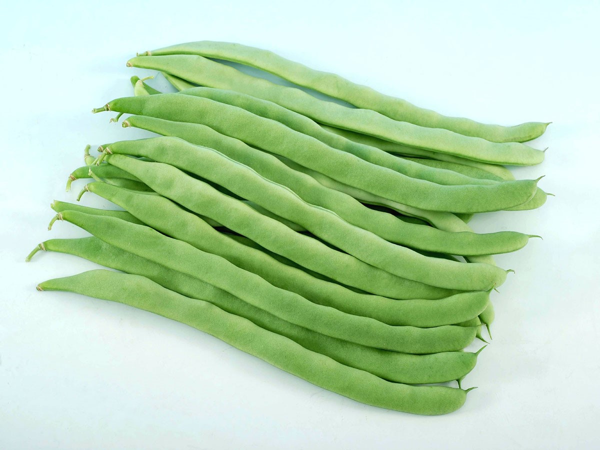 Snap Bean Knownyou Seed America