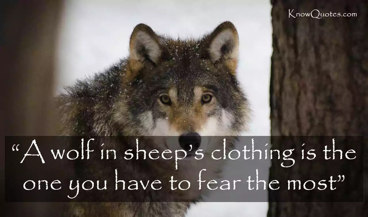 wolf and sheep quote 65 Best Inspirational Strength Wolf Quotes | Knowquotes.com