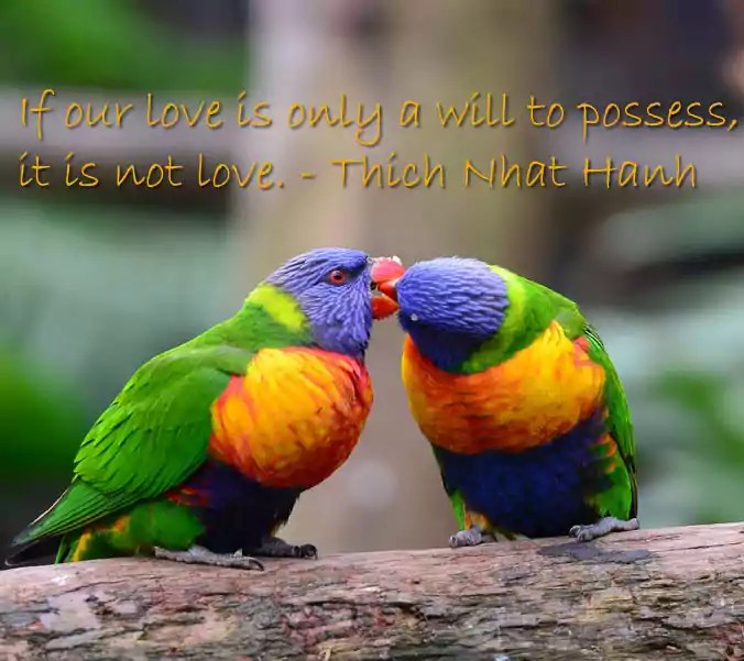 Love Birds Quotes Knowquotes Com