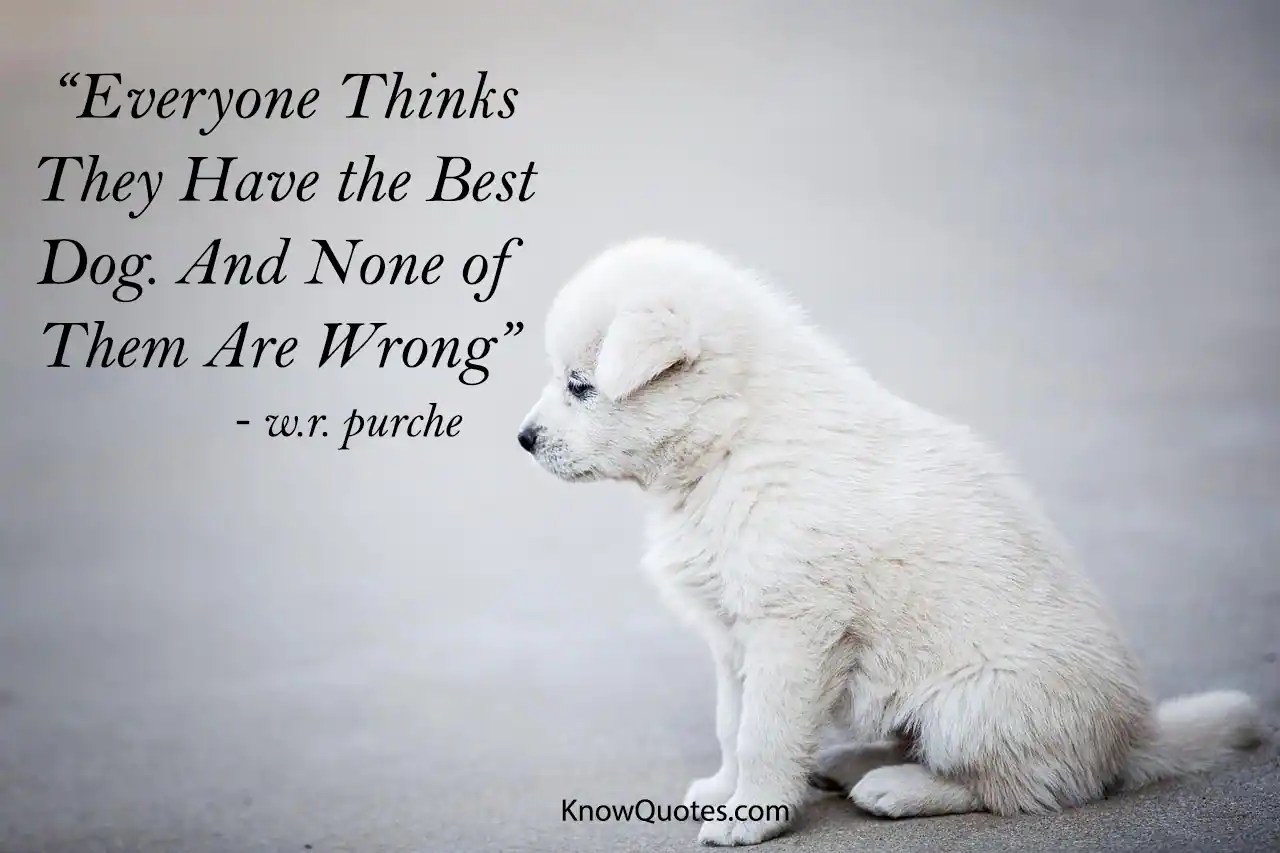 Cute Dog Pics With Captions