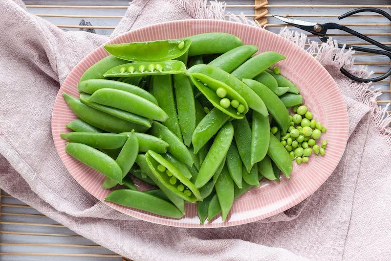 Pea and faba beanbased foods can be meat alternatives, supporting bone