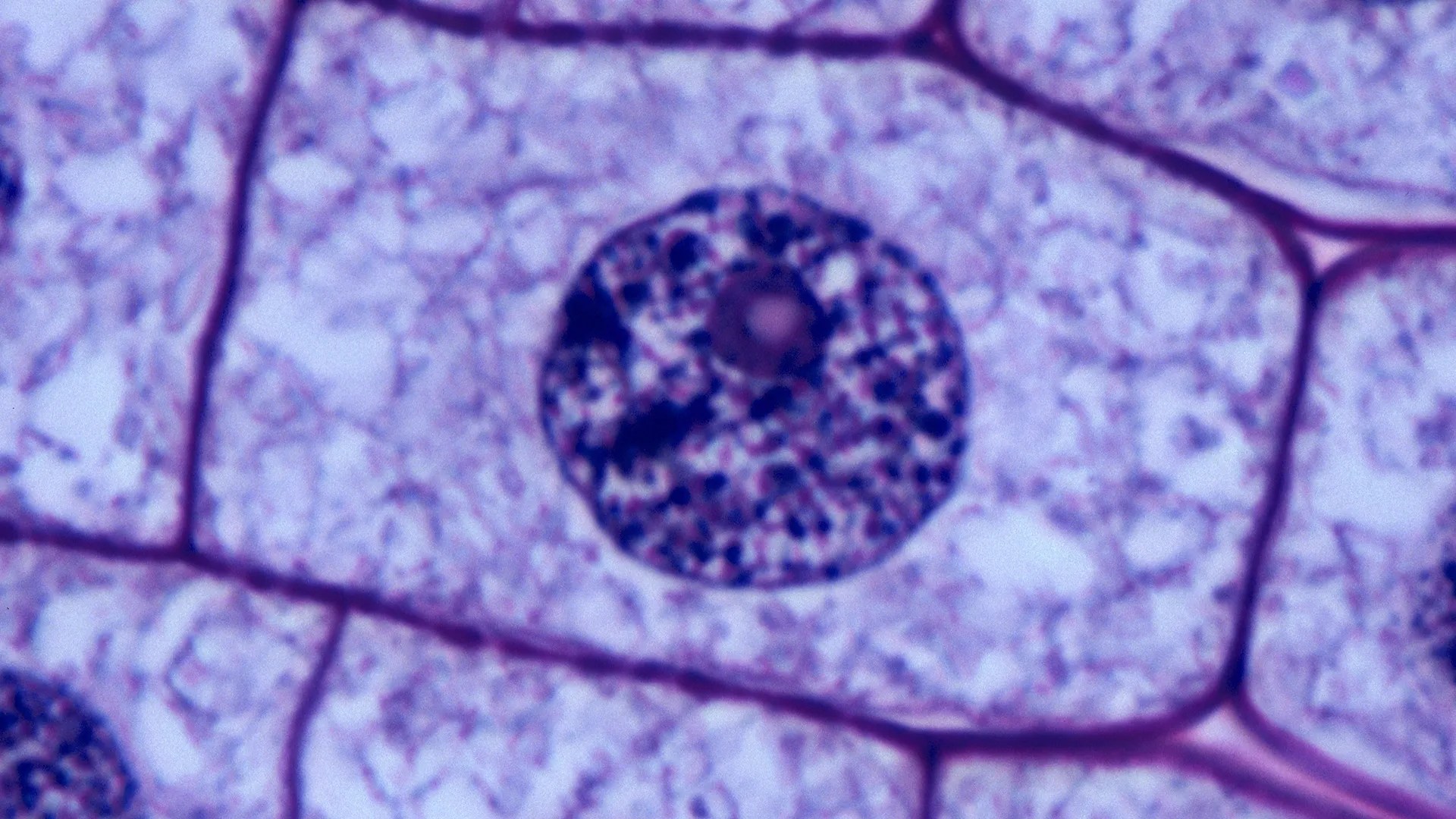 AP Biology Chapter 3 Cell Theory Flashcards Knowt