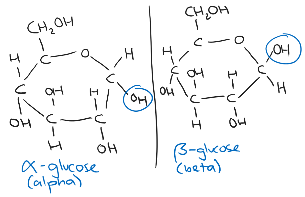 IGCSE Biology Chemicals of Life Notes Knowt