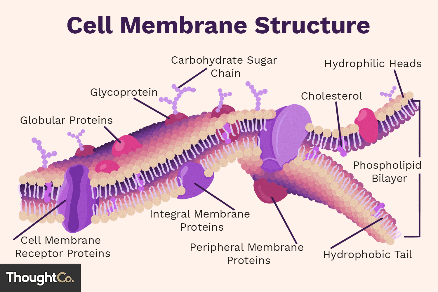 AP Biology Chapter 3 Cell Theory Flashcards Knowt