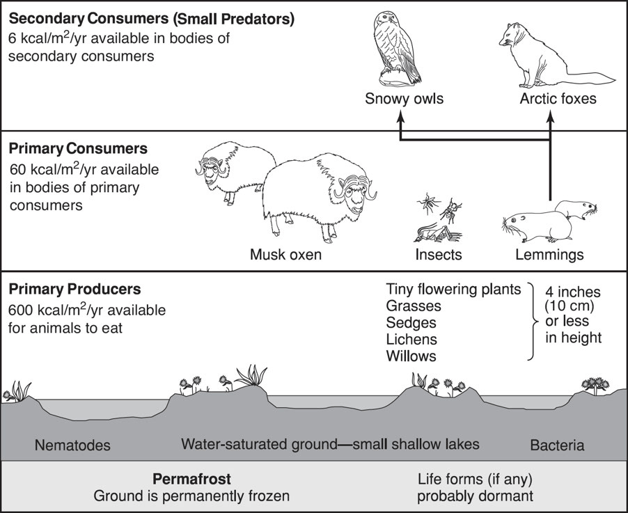 Chapter 1 The Living World Ecosystems Notes Knowt