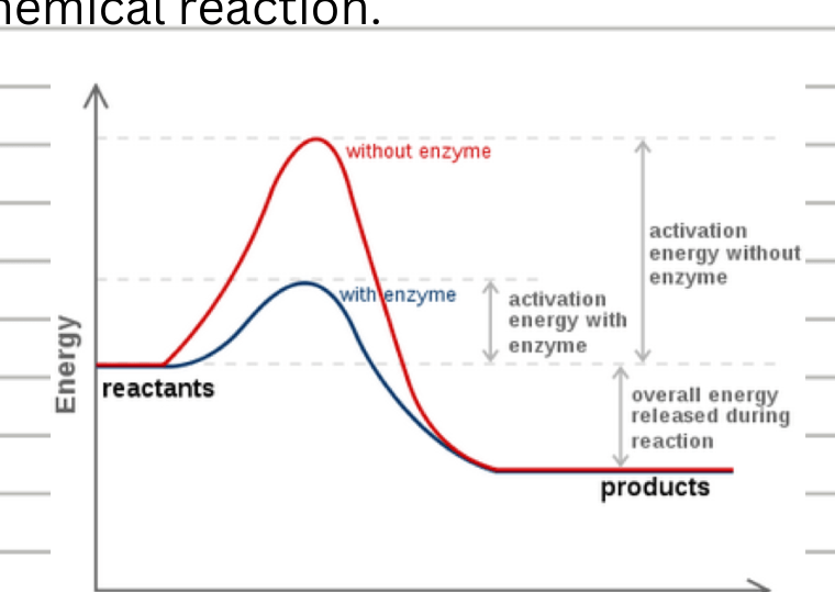 Science quiz chem of life Flashcards Knowt