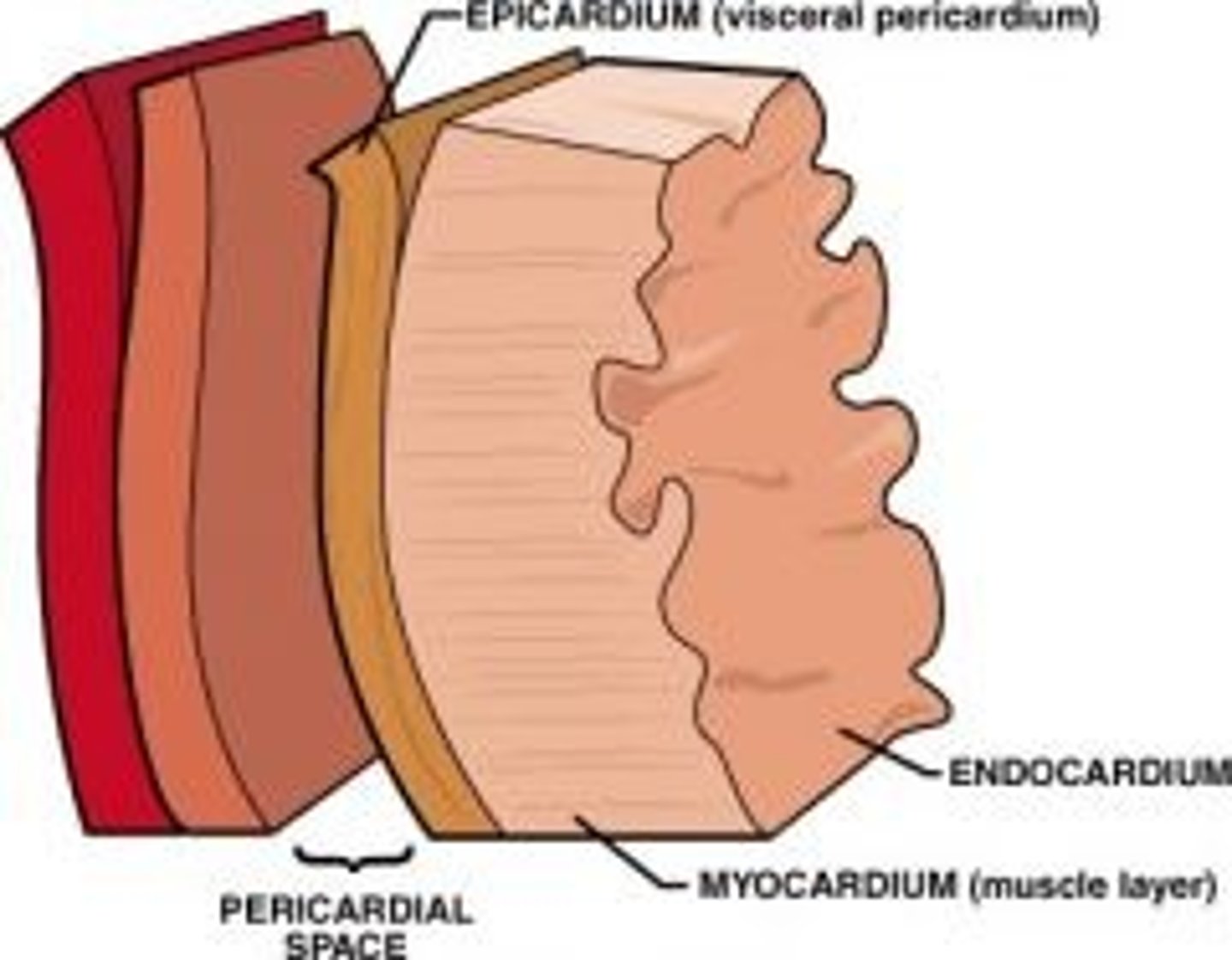 Cardiovascular System Flashcards Knowt