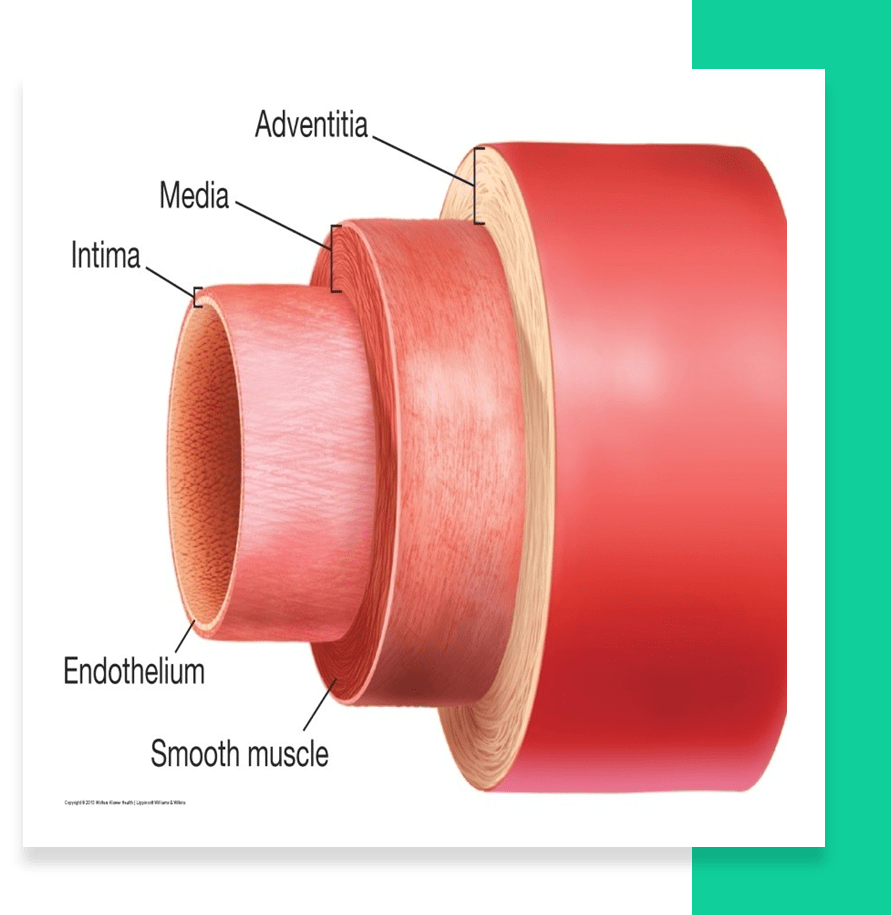 HAPE W5D2 Peripheral Vascular Notes Knowt