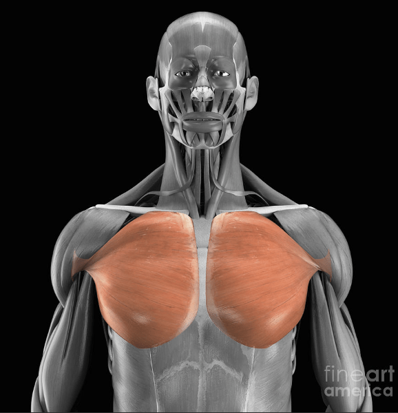 muscles of the human body Flashcards Knowt