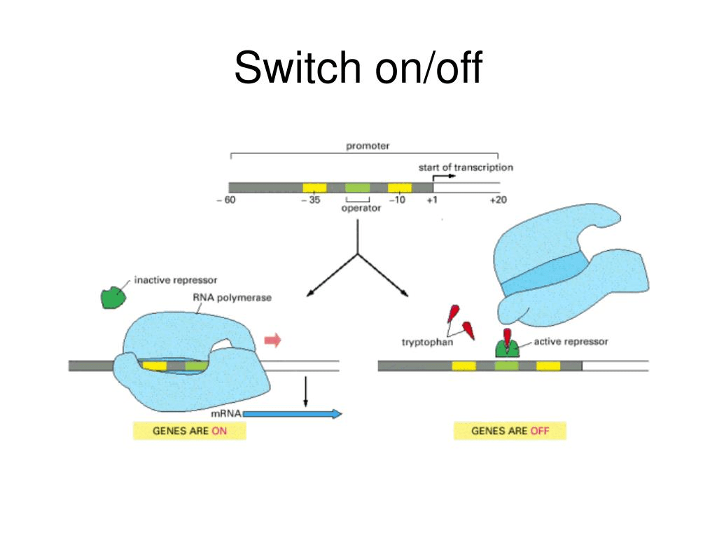 Chapter 7 Control of Gene Expression Notes Knowt