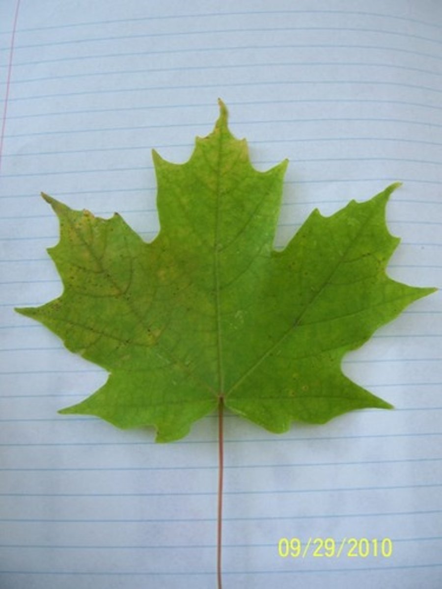 Thẻ ghi nhớ Unit 1. Eat, drink and be healthy Quizlet Flashcards Knowt