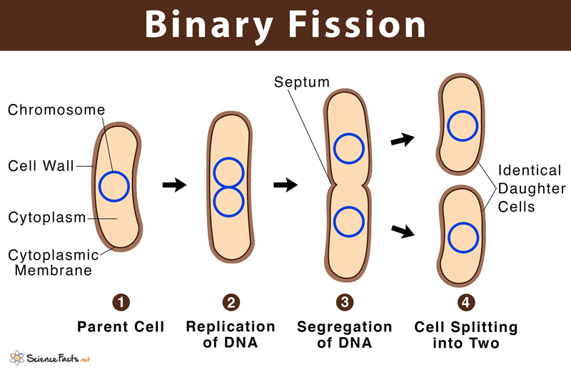 Prokaryotic Cell Structure and Functions (copy) Flashcards Knowt