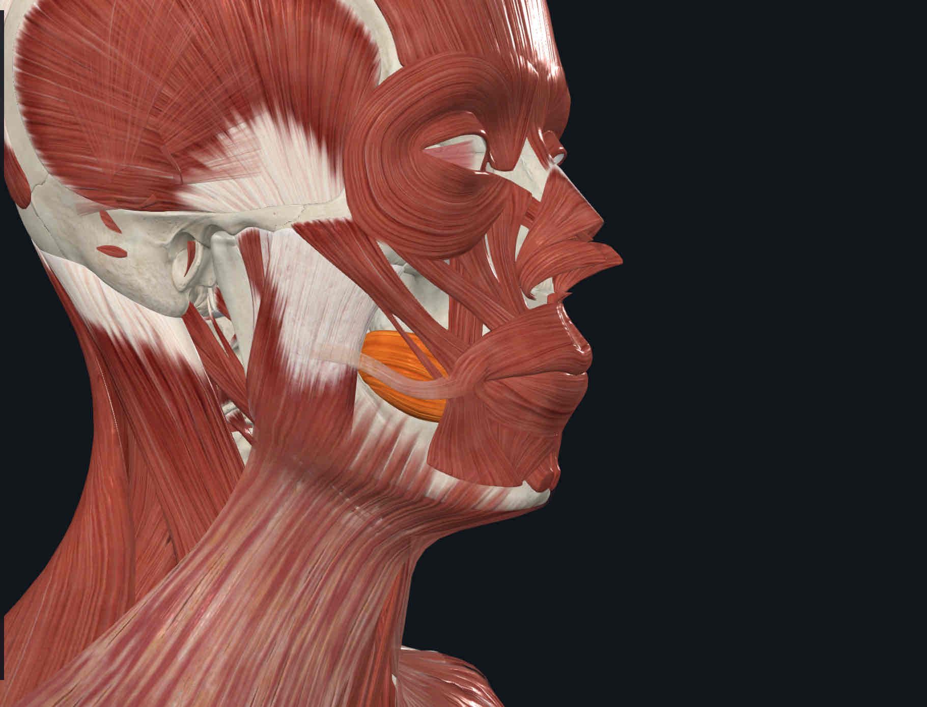 MusclesHead, neck and trunk Flashcards Knowt