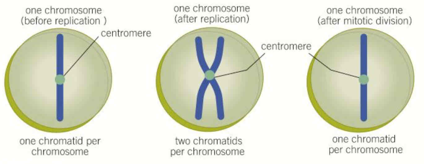 6.2 mitosis Flashcards Knowt