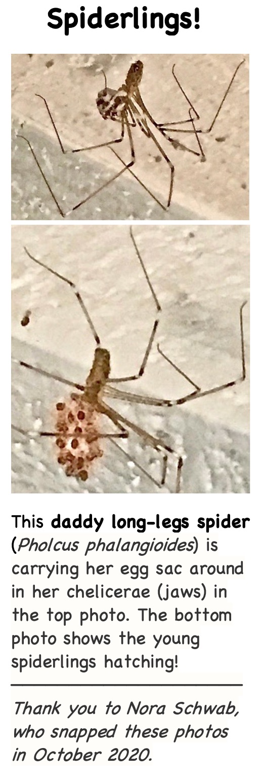 Insect Identification Key A Guide to the Insects