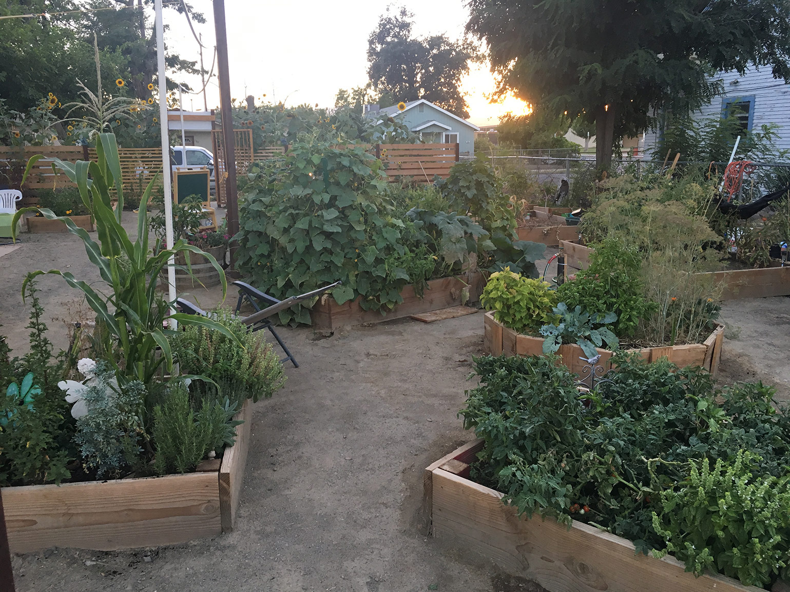 Community Garden Knox Bronson