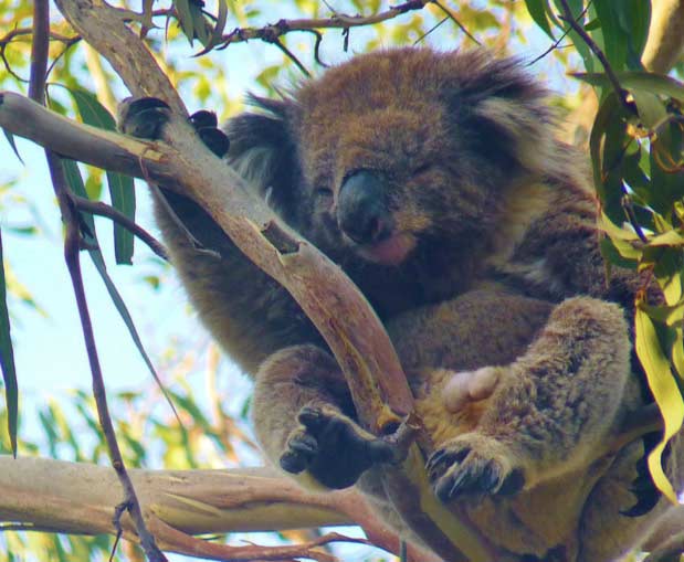 Koalas are Solitary Animals