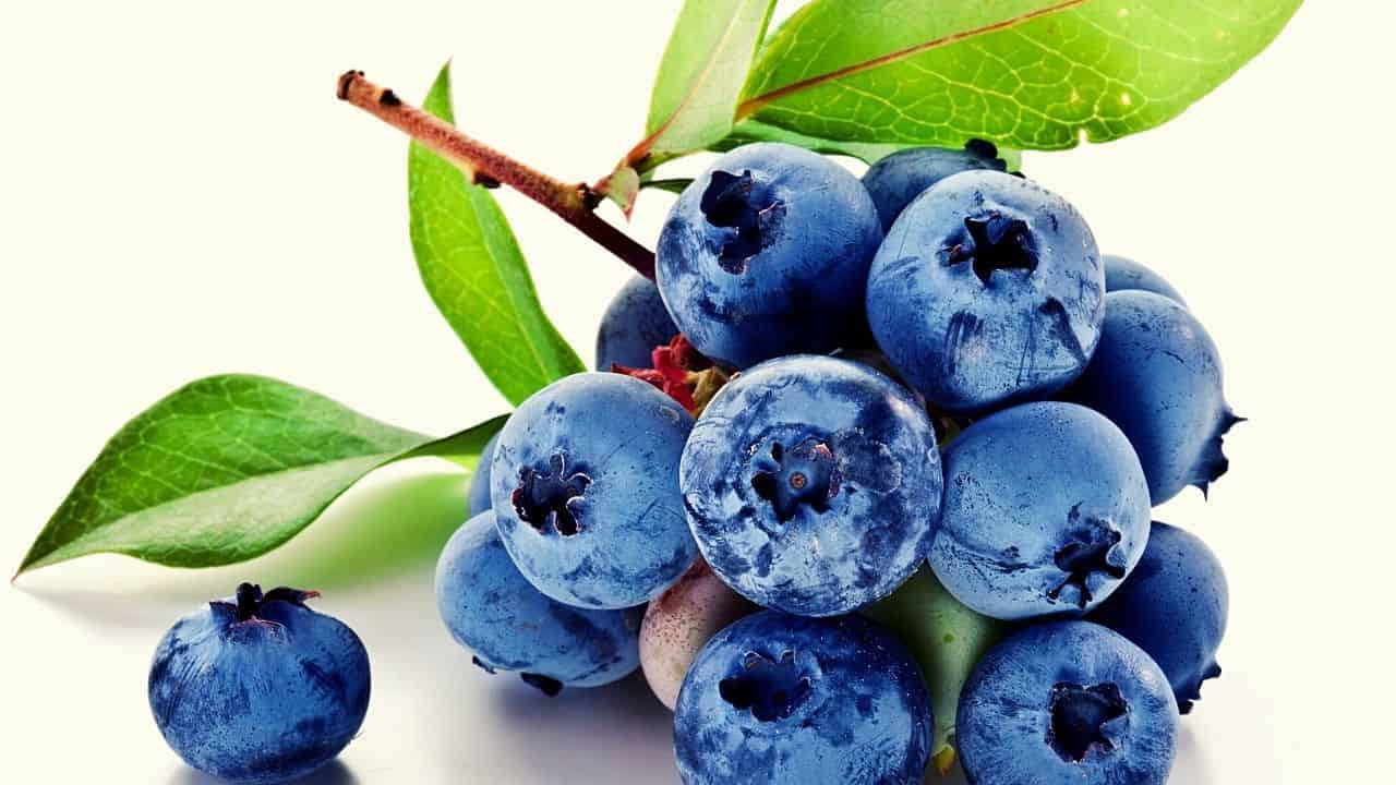 Can Rats Eat Blueberries? Is Frozen Or Dried Better?