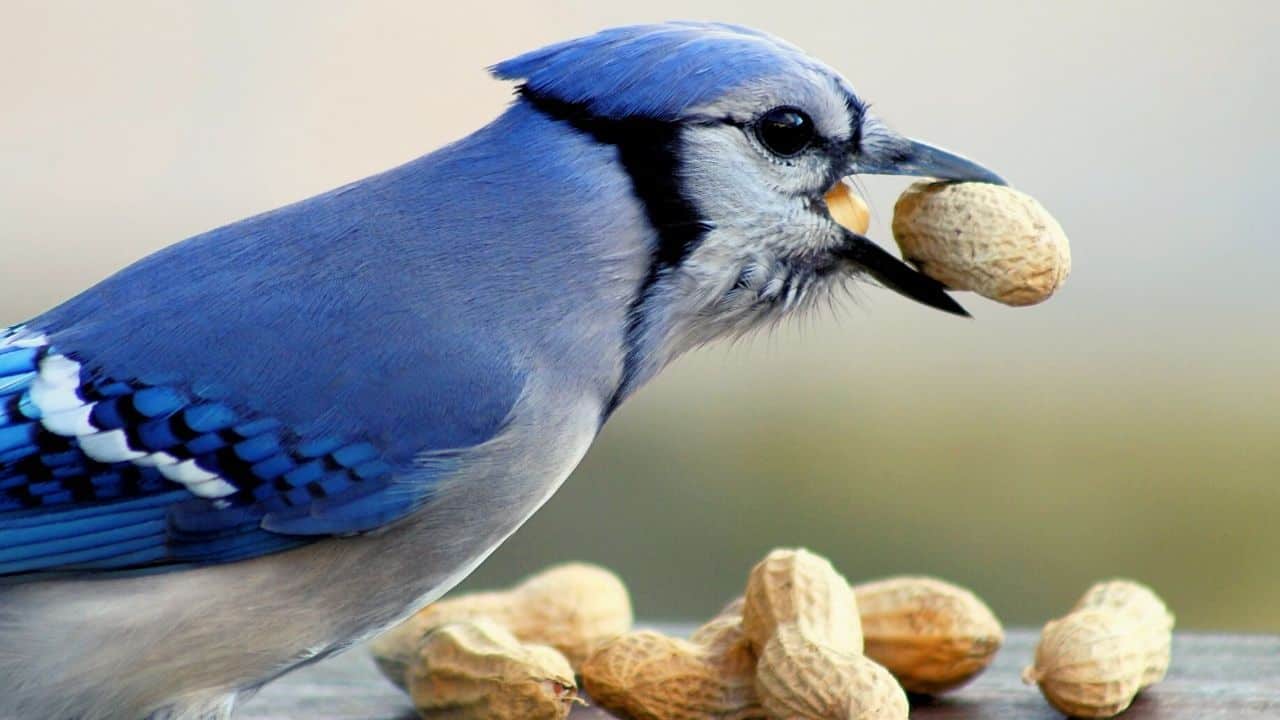 Can You Own A Pet Blue Jay? Is It Legal? All You Need To Know!