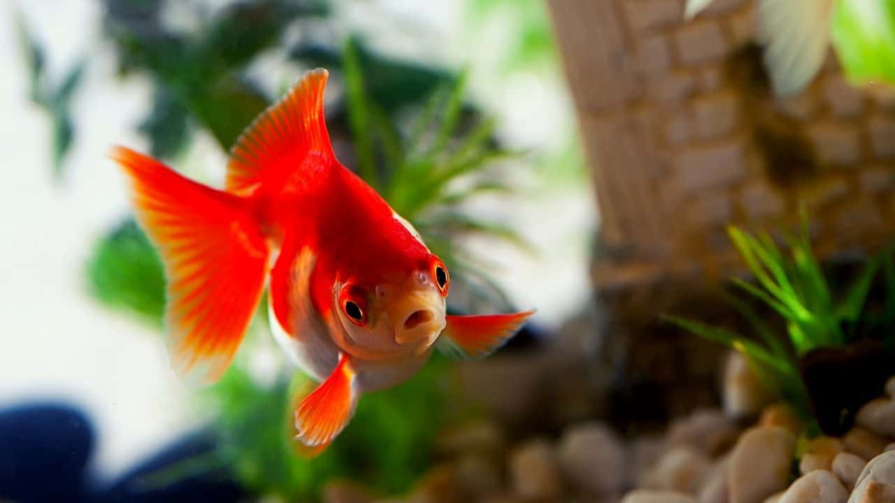 Do Fish Get Bored? Everything you Need To Know! KoalaPets