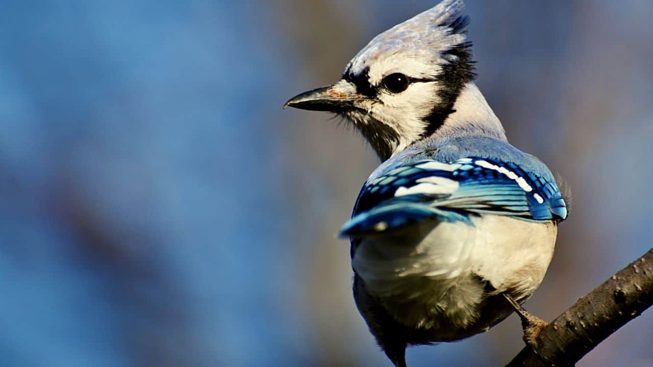 Can You Own A Pet Blue Jay? Is It Legal? All You Need To Know!