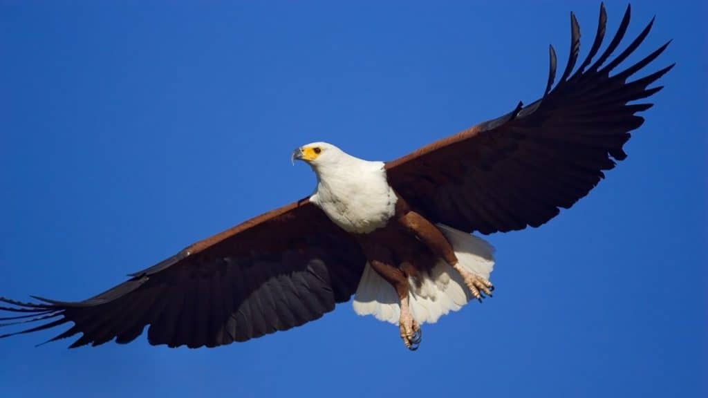 Can You Own A Pet Eagle? 7 Reasons Why They Don't Make Good Pets