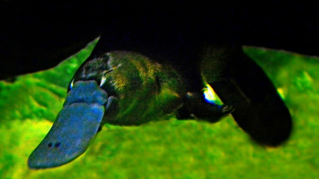 Can You Own A Pet Platypus? 7 Reasons Against Platypuses As Pets!