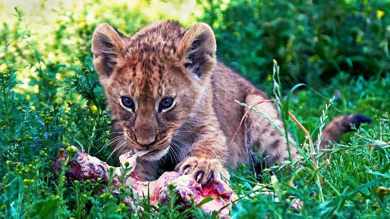 Can You Own A Pet Lion? 6 Reasons Why Better Think Twice!