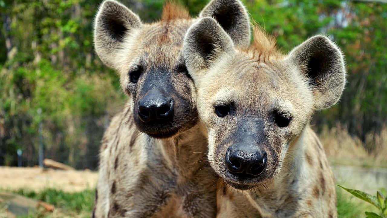 Can You Own A Pet Hyena? 5 Facts That Make You Think Twice!