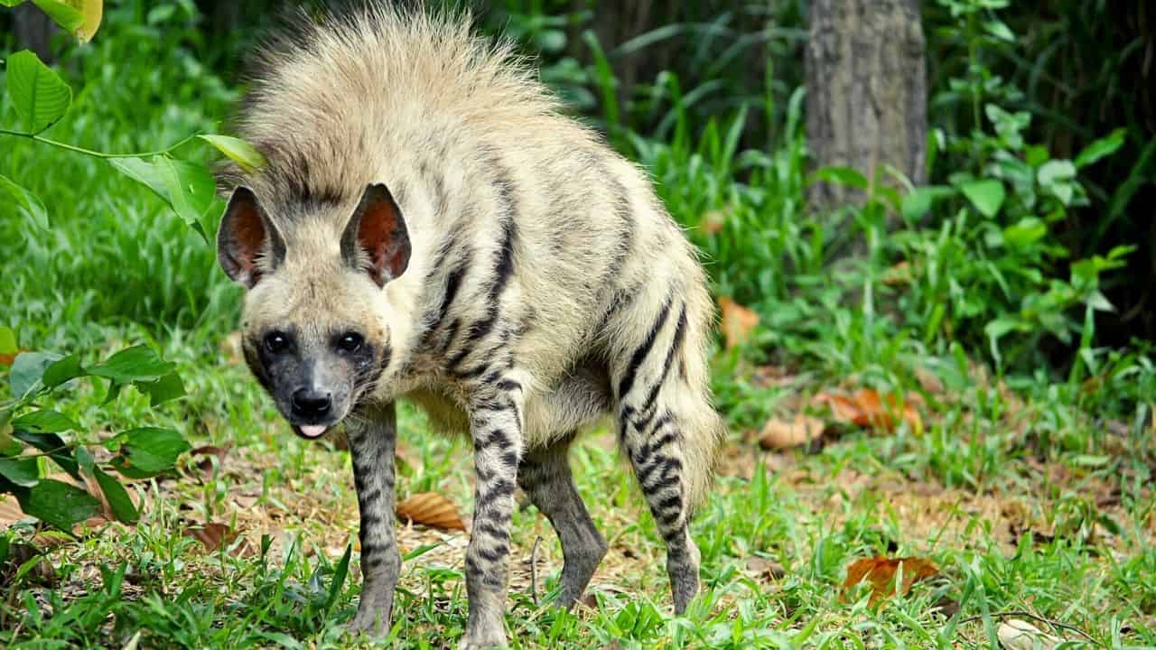 Can You Own A Pet Hyena? 5 Facts That Make You Think Twice!