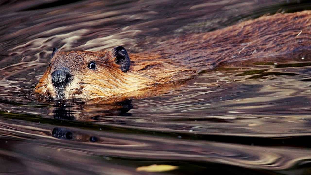 Can You own a Pet Beaver? KoalaPets