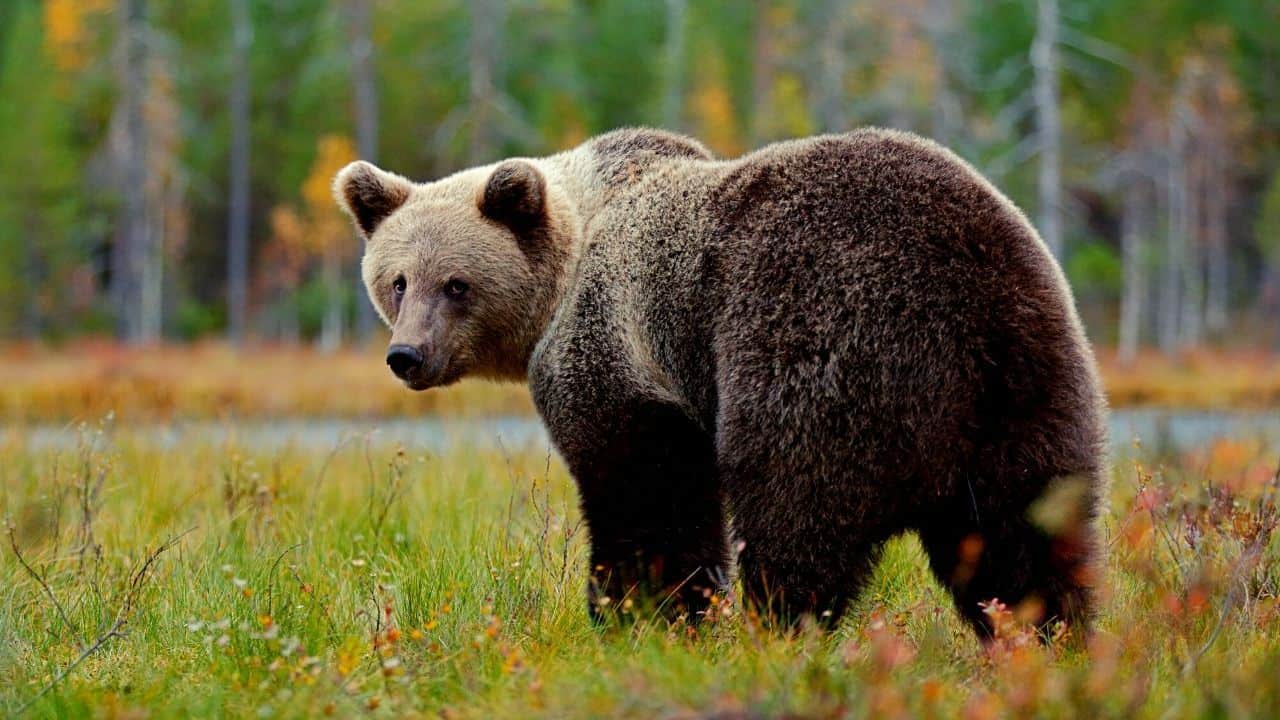 Can You Own A Pet Bear? And Is It Even Legal?