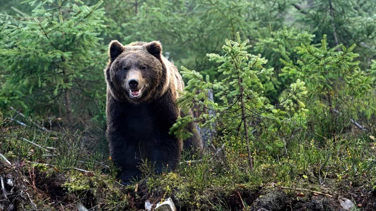 Can You Own A Pet Bear? And Is It Even Legal?