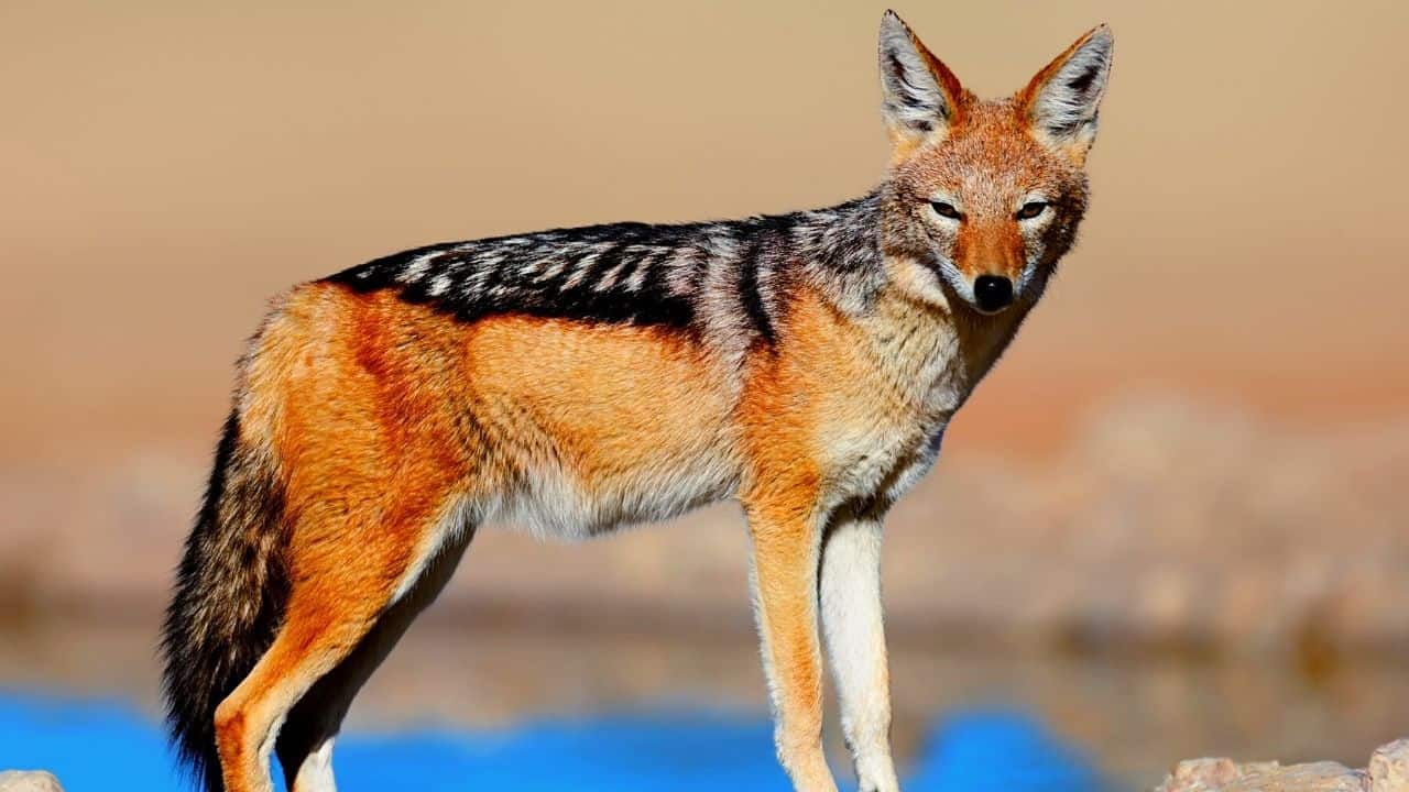 Can You Own A Pet Jackal? What Would It Be Like?